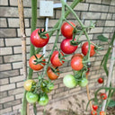Pink Beibei Cherry Tomato, 30 Seeds