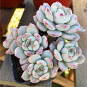 Echeveria Crassula Var 4.0, 1pc x 3-5 heads