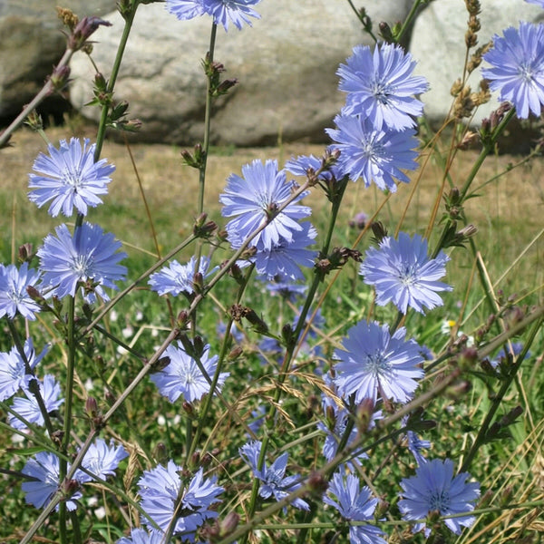 Coffee Chicory, 1000 Seeds