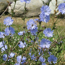 Coffee Chicory, 1000 Seeds