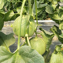 Emerald No.9' Dark Green Sweet Melon Seeds, 50 Seeds