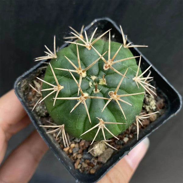 Gymnocalycium eurypleurum, 3-4cm