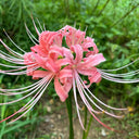 Hubei Pink Lycoris, 1 Bulb