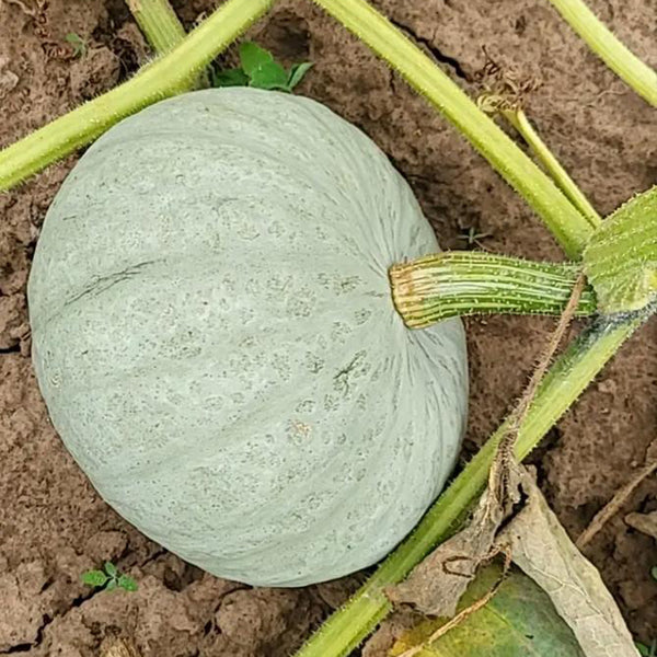 Large White Flat-Seeded Pumpkin, 15 Seeds