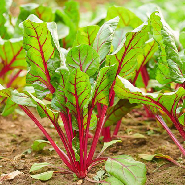 Red Swiss Chard Seeds, 10g