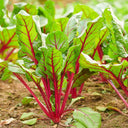 Red Swiss Chard Seeds, 10g
