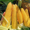 Golden Queen Waxy Corn Seeds, 20g