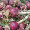 Royal Amethyst' Purple Onion Seeds, 5g