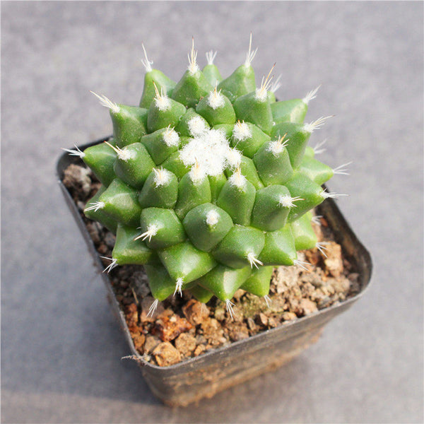 Mammillaria magnimamma 'Toluca', 3-4cm