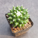 Mammillaria magnimamma 'Toluca', 3-4cm