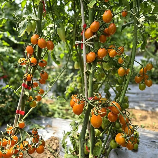601 Eden No. 5 Cherry Tomato, 3 Seeds