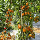 601 Eden No. 5 Cherry Tomato, 3 Seeds