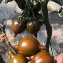 Purple Peach Tomato, 5 Seeds