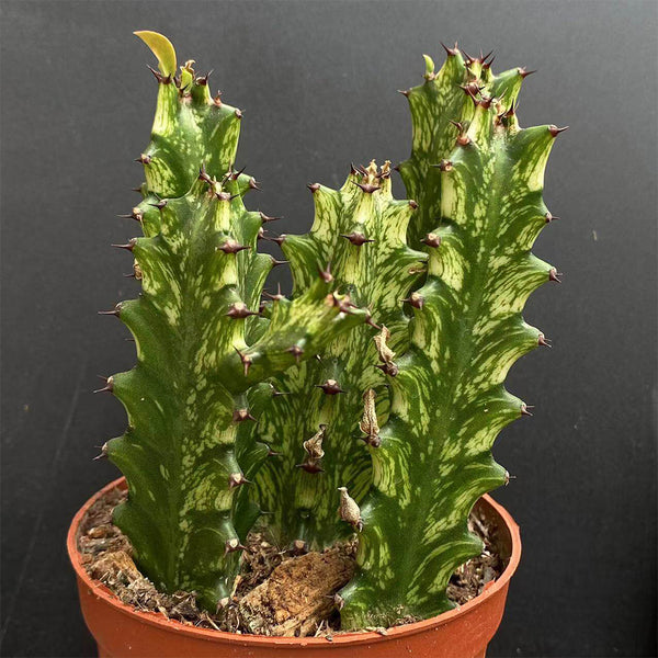 Euphorbia trigona 'Variegata', 7-8cm