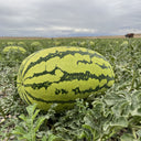 Xiashi No.5 Watermelon Seeds, 400 Seeds