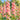 W966 Peaches 'n' Dreams Double Hollyhock, 5 Seeds