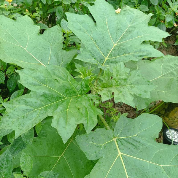 Tuolubamu Eggplant Rootstock Seeds, 5g