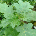 Tuolubamu Eggplant Rootstock Seeds, 5g