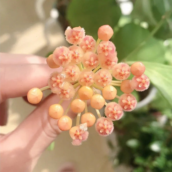 Hoya rosarioae, 5 Cuttings