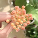 Hoya rosarioae, 5 Cuttings