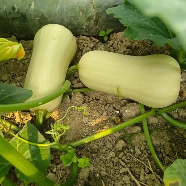 Cream Pumpkin Seeds, 10 Seeds