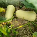 Cream Pumpkin Seeds, 10 Seeds