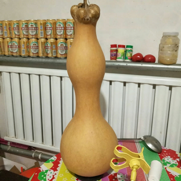 Extra-large Lotus-head Gourd, 2 Seeds