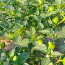 Strawberry-shaped Hot Pepper Seeds, 1g