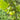 Green Gooseberry, 10 Seeds