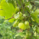 Green Gooseberry, 10 Seeds