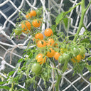 Mille Fleurs Tomato Seeds, 5 Seeds