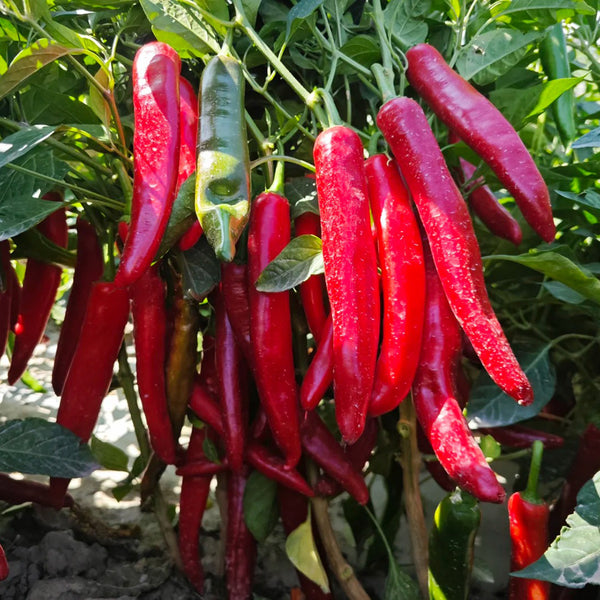 Extra Spicy 'La Mei Zi' Pepper Seeds, 1g