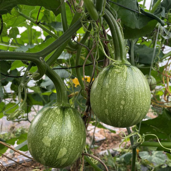 ‘Yichuanling’ Pumpkin Seeds, 20 Seeds
