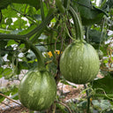 ‘Yichuanling’ Pumpkin Seeds, 20 Seeds