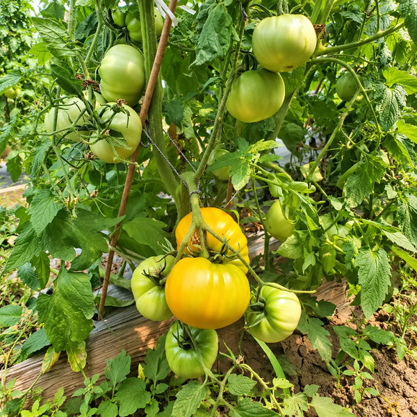 235 Kozula 202-1 Tomato, 5 Seeds