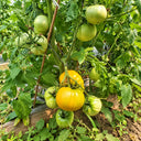 235 Kozula 202-1 Tomato, 5 Seeds