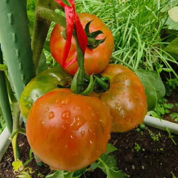 Yashu No.11 Tomato Seeds, 100 Seeds