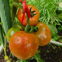 Yashu No.11 Tomato Seeds, 100 Seeds
