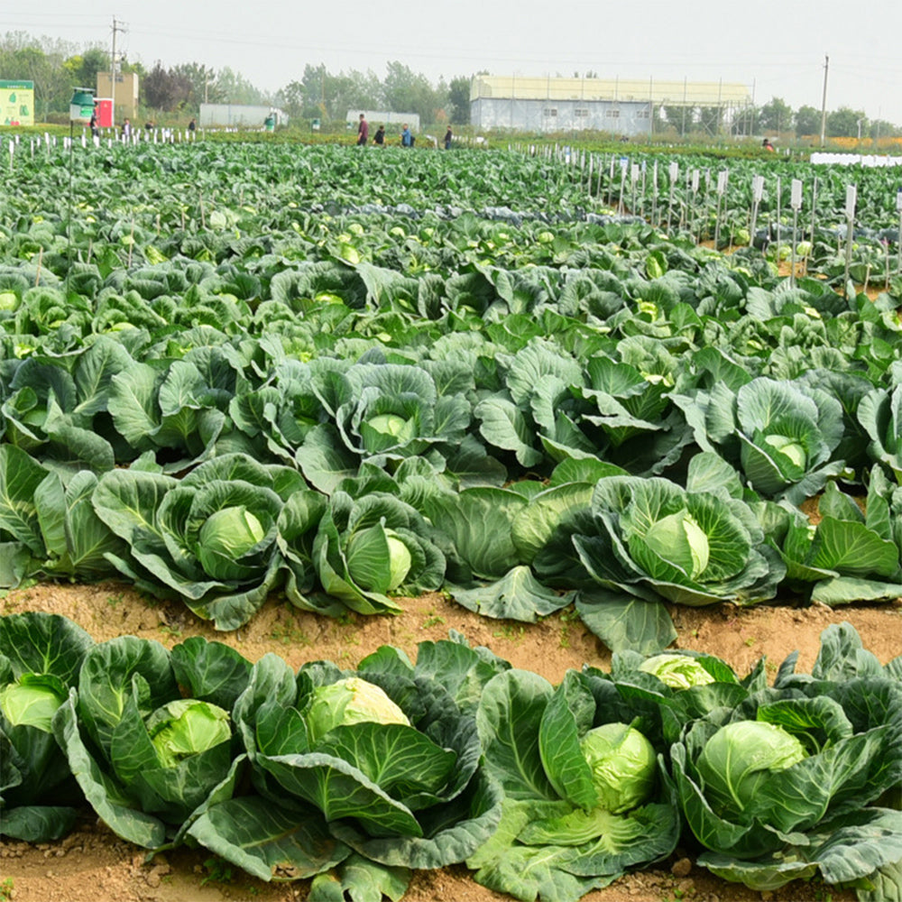 Green Treasure Cabbage Seeds, 5 × 200-seed Bags