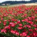 Hezhichun Scarlet Flax Seeds, 1g