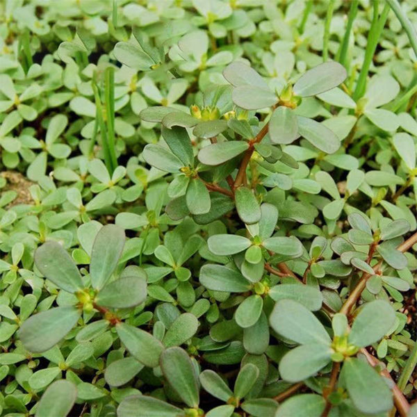Dutch Purslane Seeds, 10g