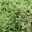 Dutch Purslane Seeds, 10g