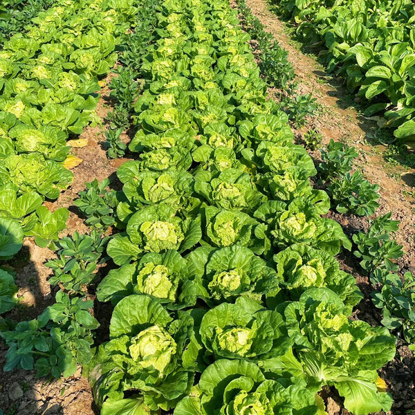Hongbao Heading Cabbage Seeds, 2000 Seeds