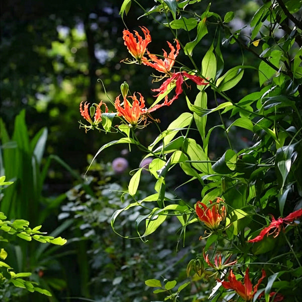 Mixed Color Gloriosa Lily, 2 Bulbs (Random Color)