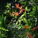 Mixed Color Gloriosa Lily, 2 Bulbs (Random Color)
