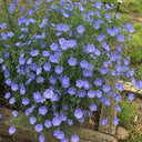 Blue Flax, 1g