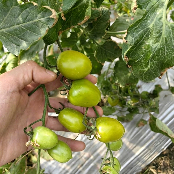Green Jade Cherry Tomato, 10 Seeds