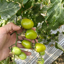Green Jade Cherry Tomato, 10 Seeds
