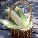 Milk Fruit Sweet Corn Seeds, 30g