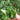 Early-maturing No.1 Hyacinth Bean Seeds, 10g